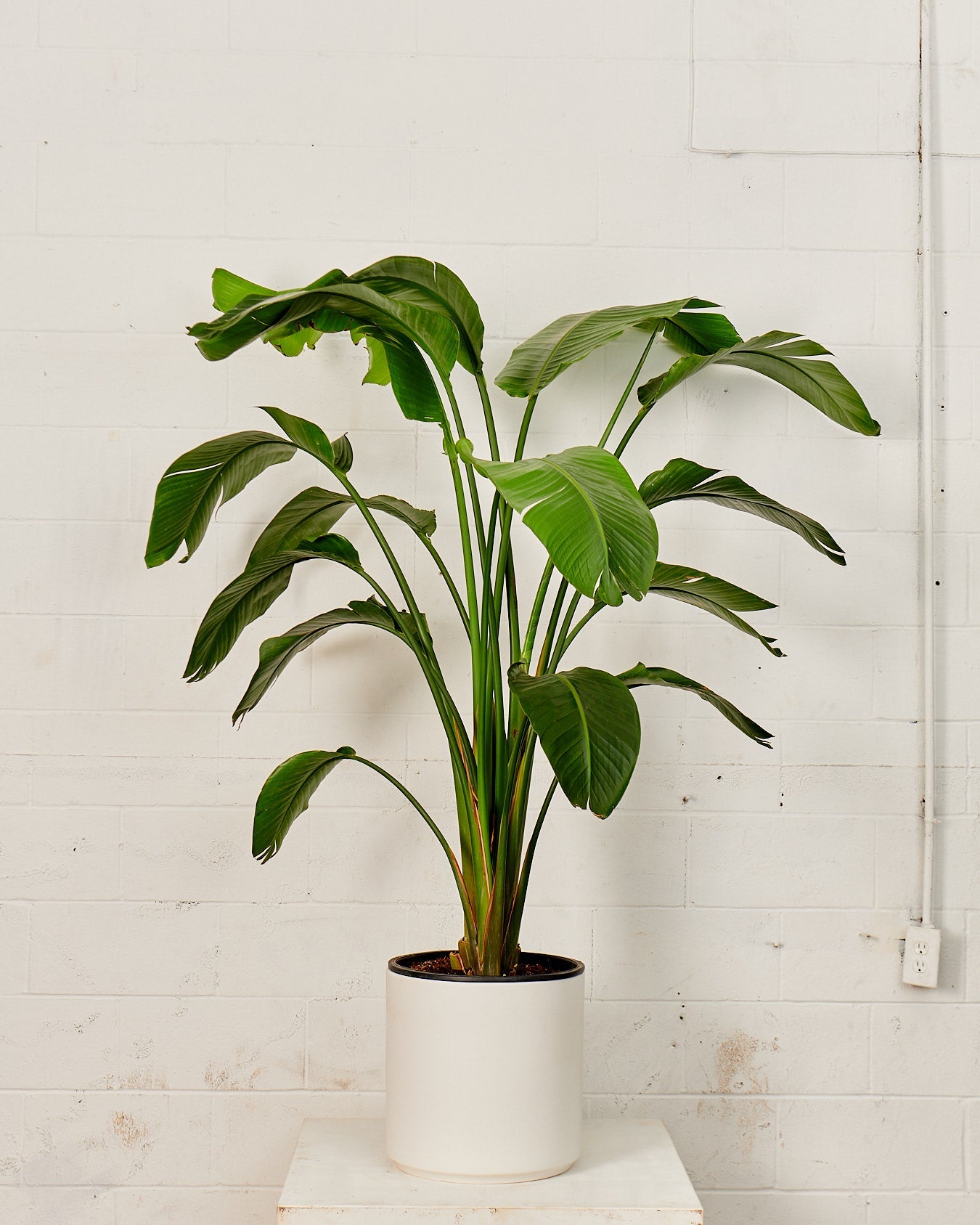 White Bird of Paradise: Strelitzia nicolai - 12 inch pot - 4.5-5 foot tall — plant in pot — indoor plant for sale by Promise Supply for delivery and pickup in Toronto.