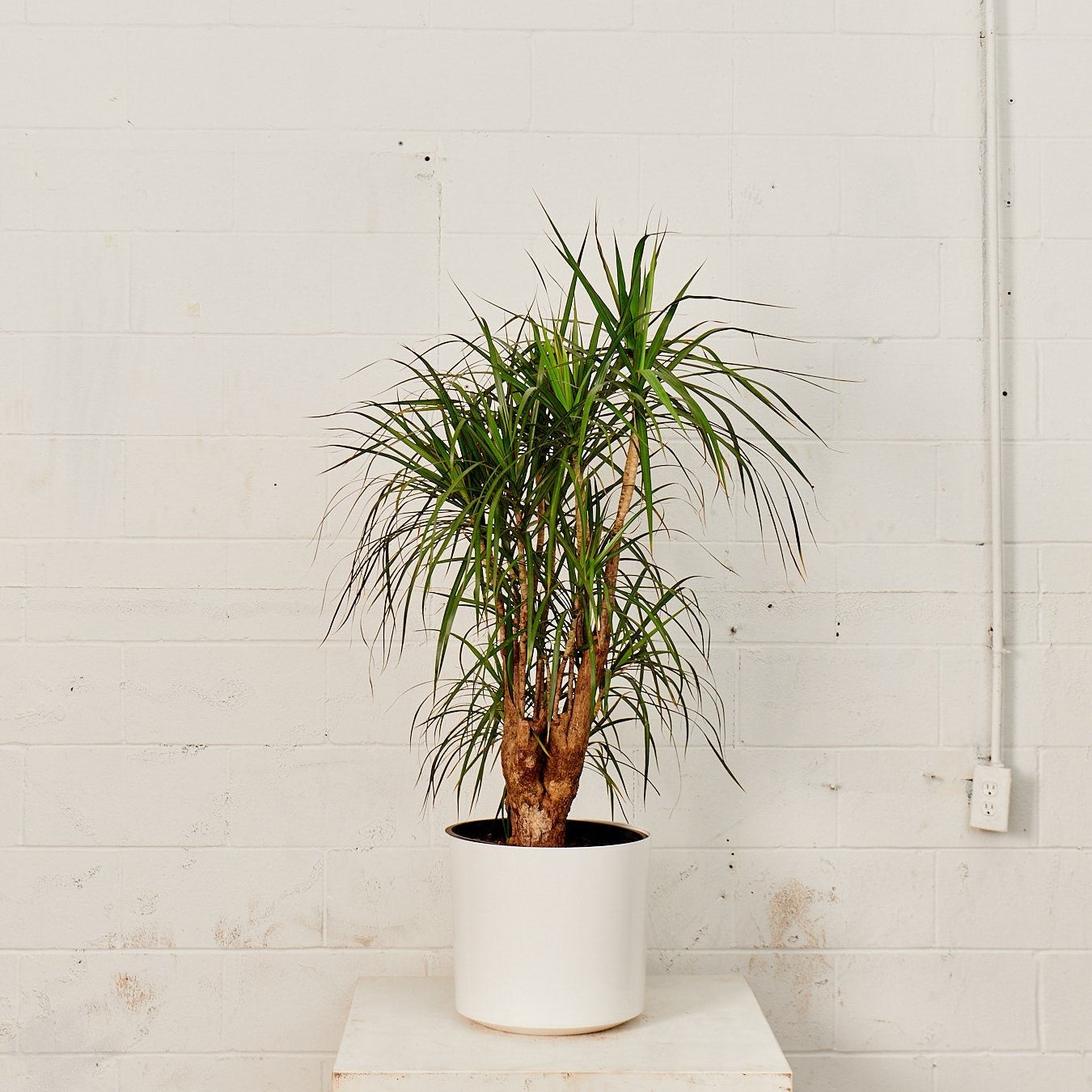 Atlas Plastic Planter in 14 inch | 12 inch Nursery Pot — with plant inside, studio photo — planter for sale by Promise Supply for delivery and pickup in Toronto.