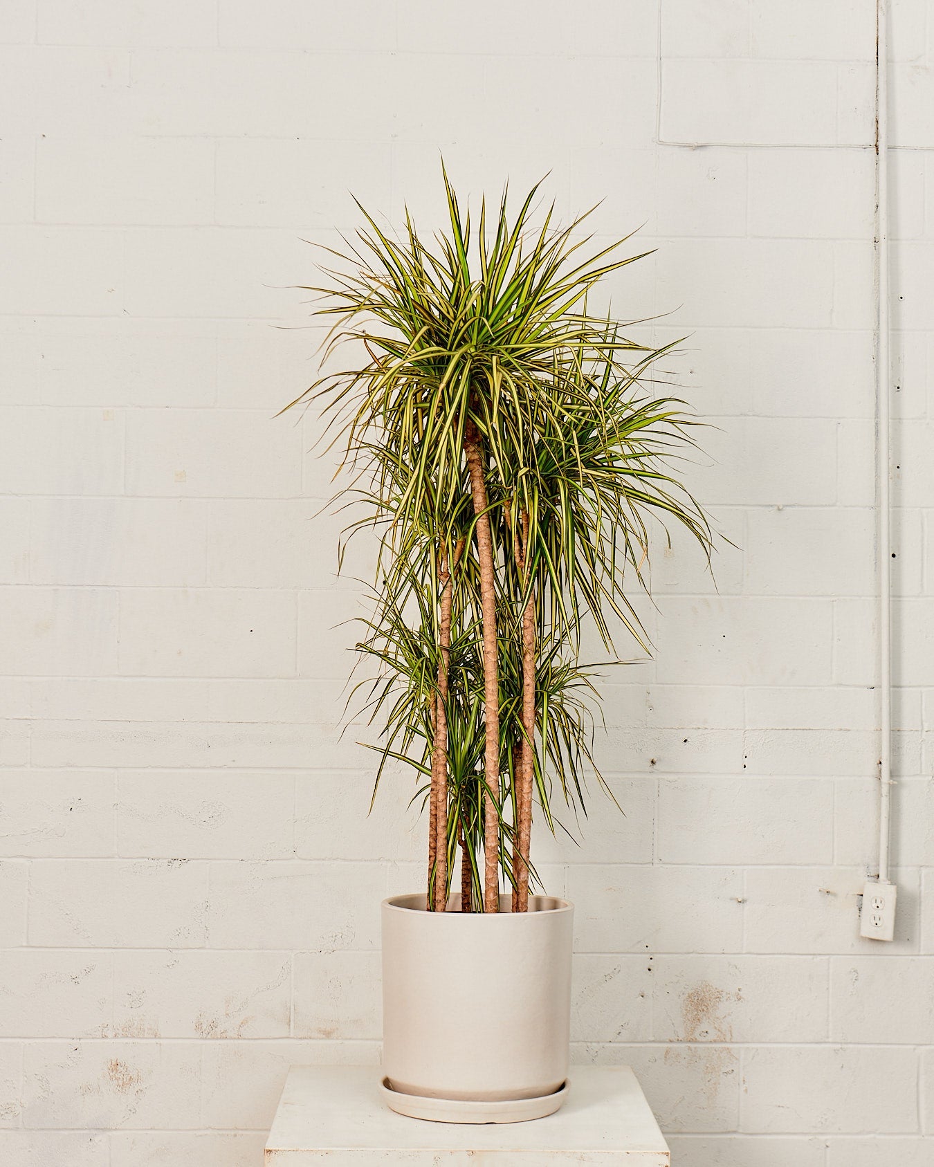 Kiwi Staggered Dragon Tree: Dracaena marginata - 12 inch pot - 5-6 foot tall