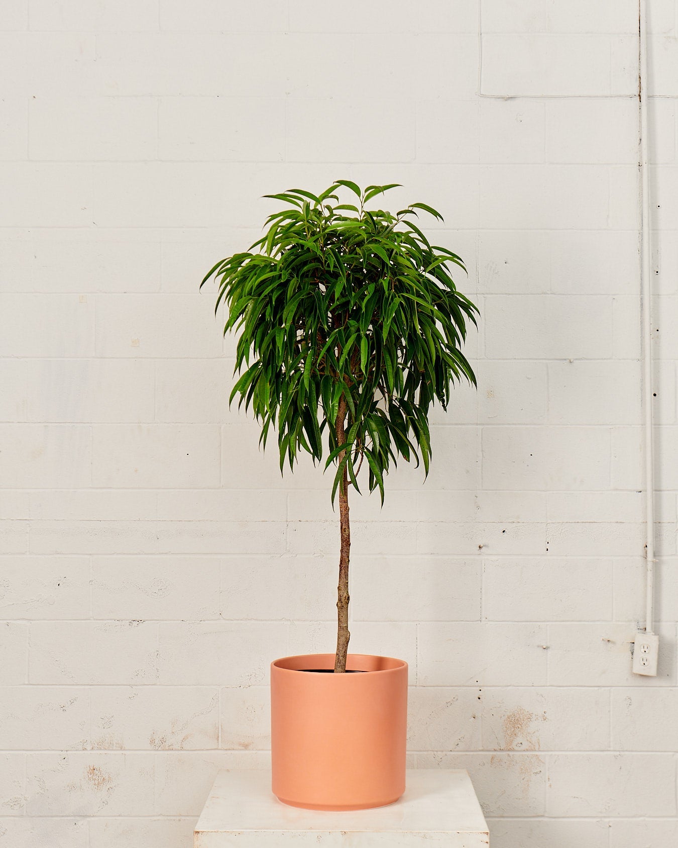 Banana Fig: Ficus alii - 12 inch pot - 4-5 foot tall — plant in pot — indoor plant for sale by Promise Supply for delivery and pickup in Toronto.