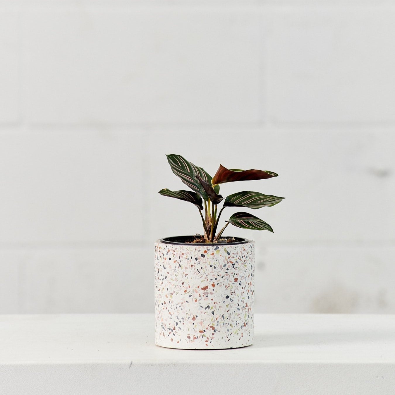 Terrazzo White Speckled Marble Planter | 4 inch Nursery Pot — with plant inside, studio photo — planter for sale by Promise Supply for delivery and pickup in Toronto.