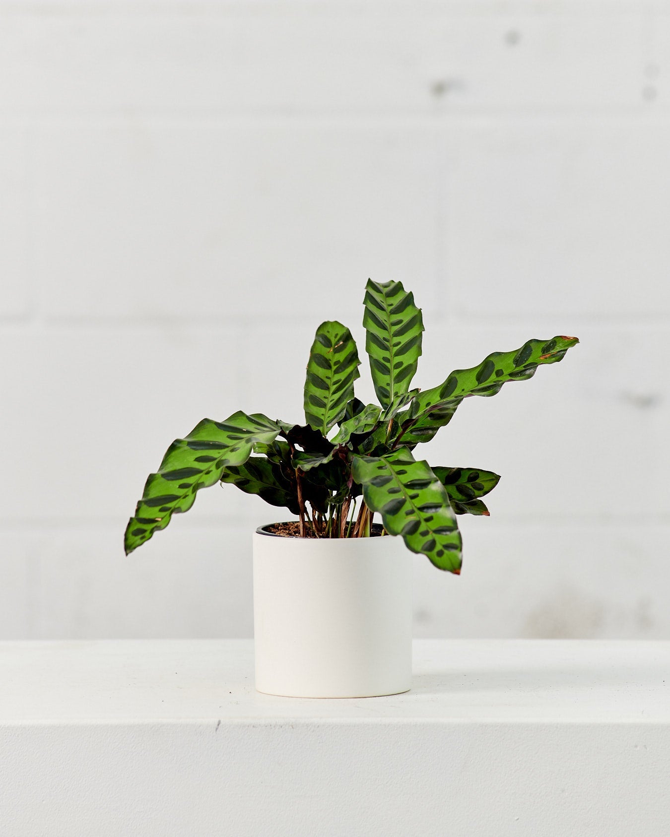 Rattlesnake Calathea: Goeppertia lancifolia - 5 inch pot