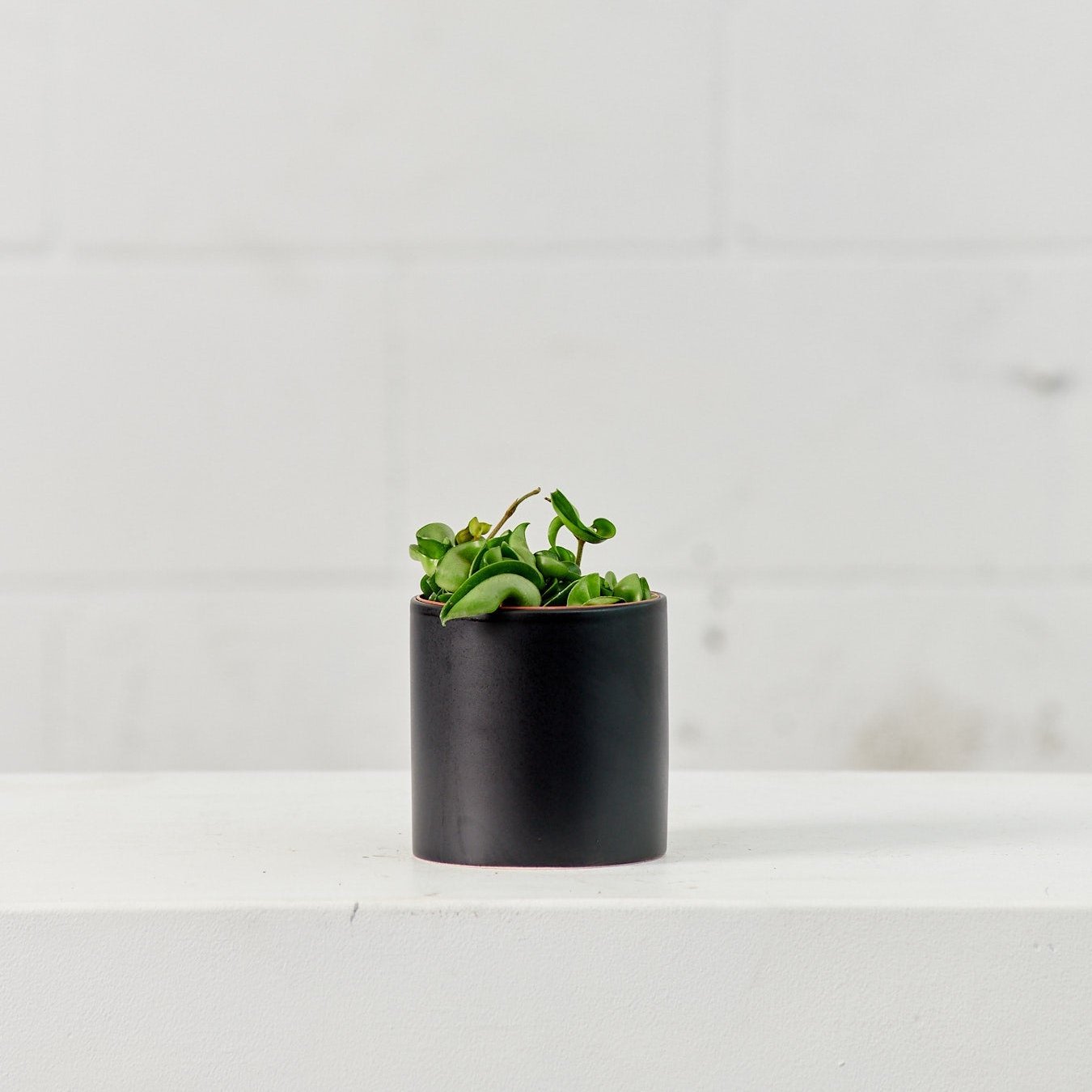 Cercle Pot | 4 inch Nursery Pot — with plant inside, studio photo — planter for sale by Promise Supply for delivery and pickup in Toronto.