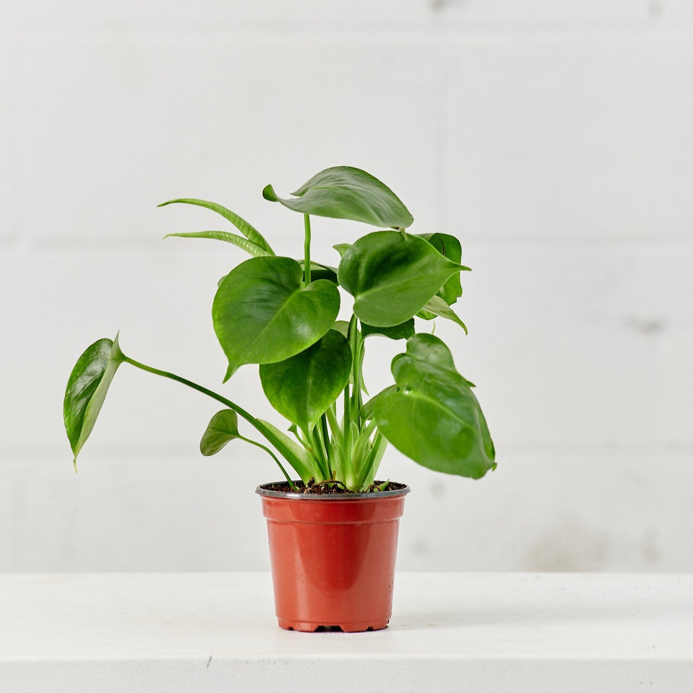 Swiss Cheese Plant: Monstera deliciosa - 4 inch pot