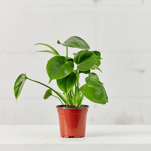 Swiss Cheese Plant: Monstera deliciosa - 4 inch pot