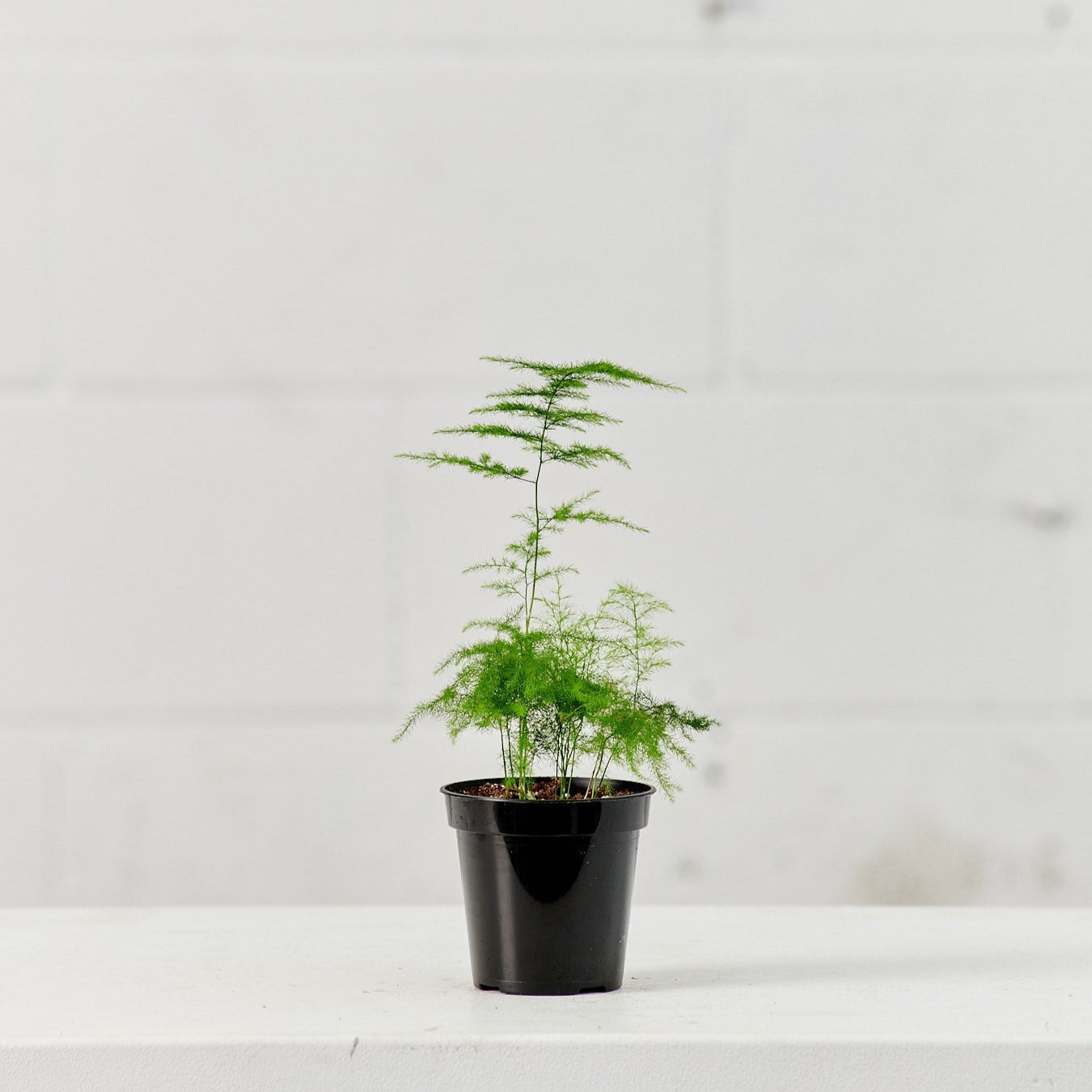 Lace Asparagus Fern: Asparagus setaceus - 4 inch pot