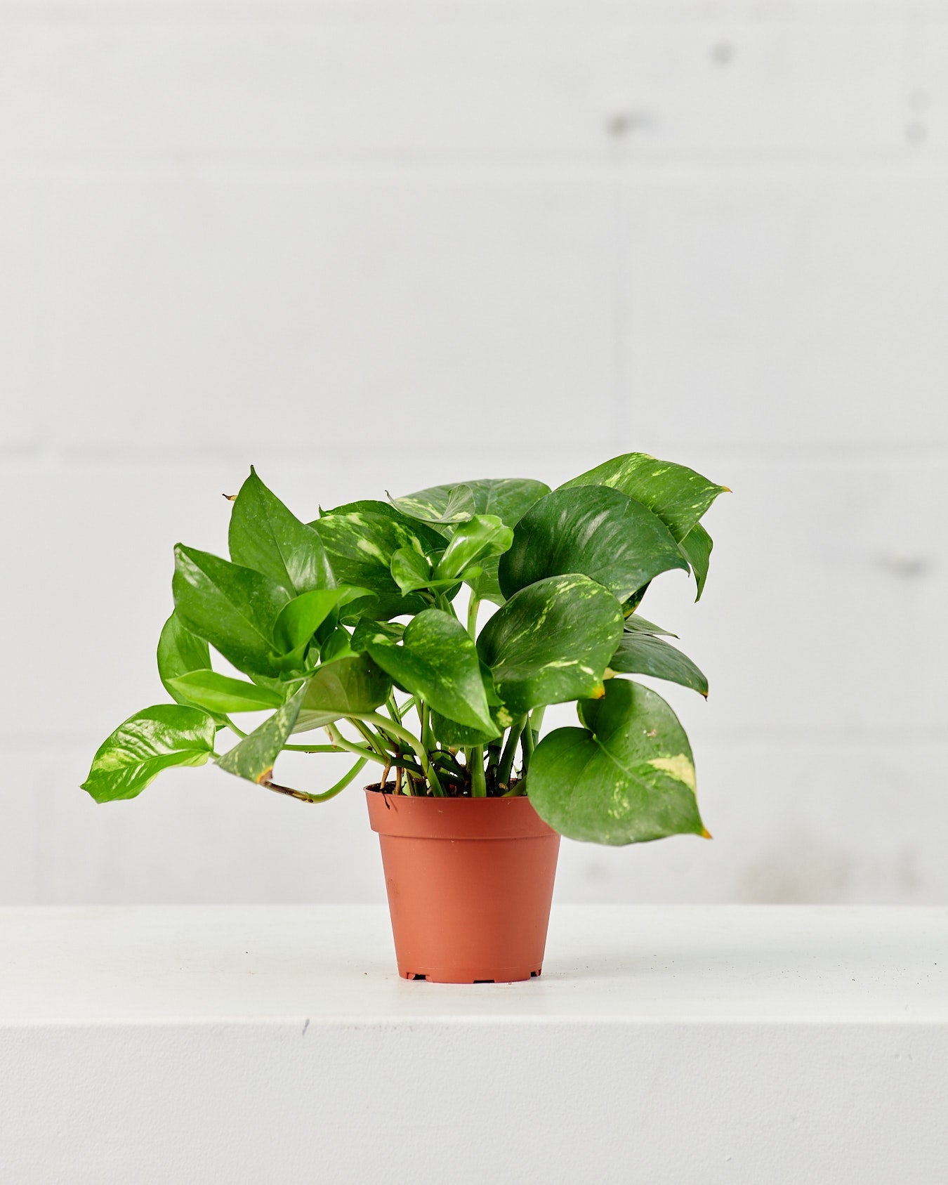 Golden Pothos: Epipremnum aureum - 5 inch pot — plant in pot — indoor plant for sale by Promise Supply for delivery and pickup in Toronto.