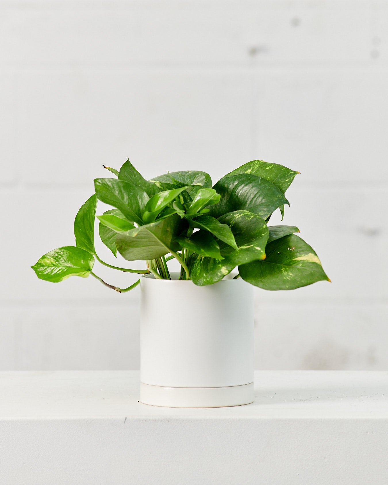 Golden Pothos: Epipremnum aureum - 5 inch pot — plant in pot — indoor plant for sale by Promise Supply for delivery and pickup in Toronto.