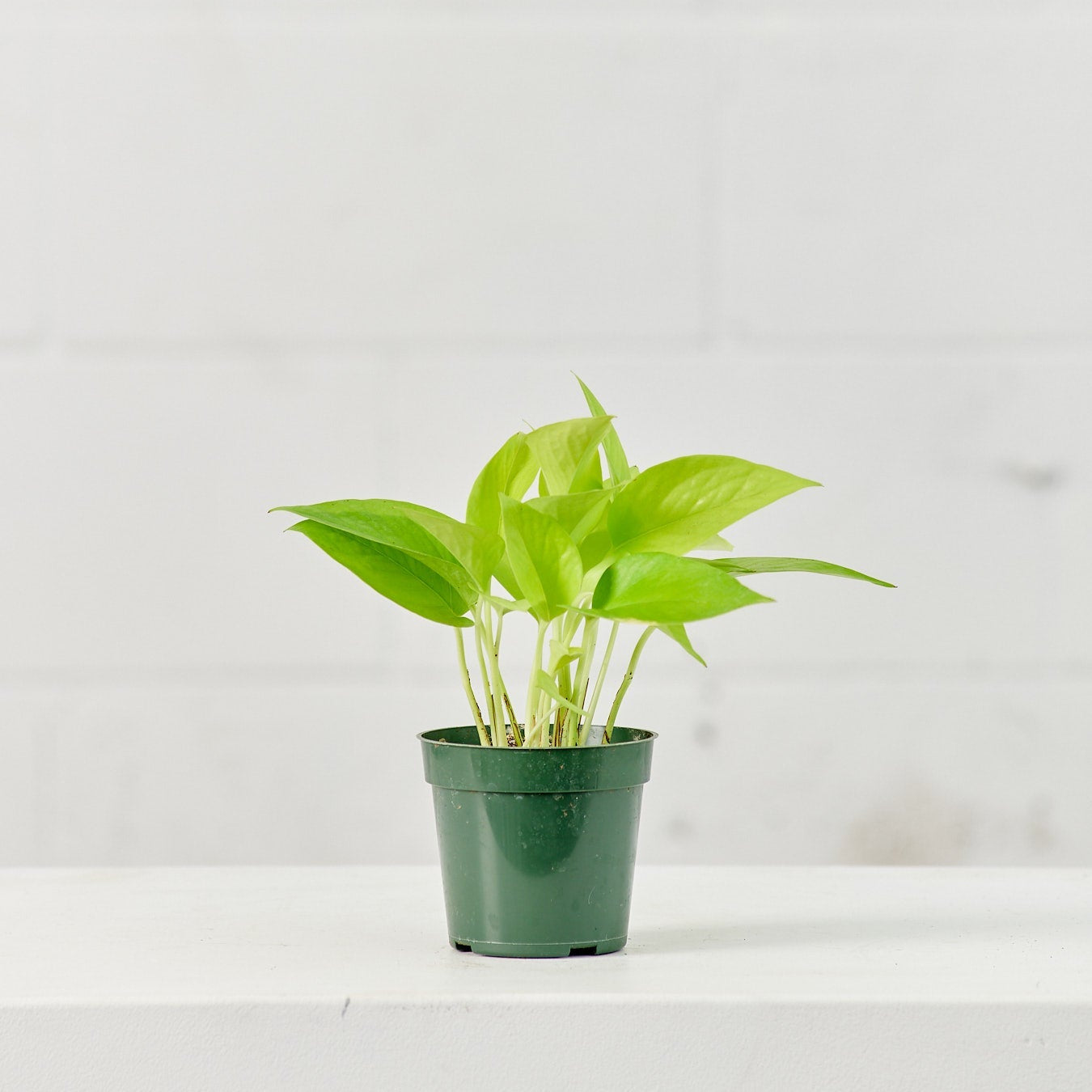 Neon Pothos: Epipremnum aureum - 4 inch pot — plant in pot — indoor plant for sale by Promise Supply for delivery and pickup in Toronto.