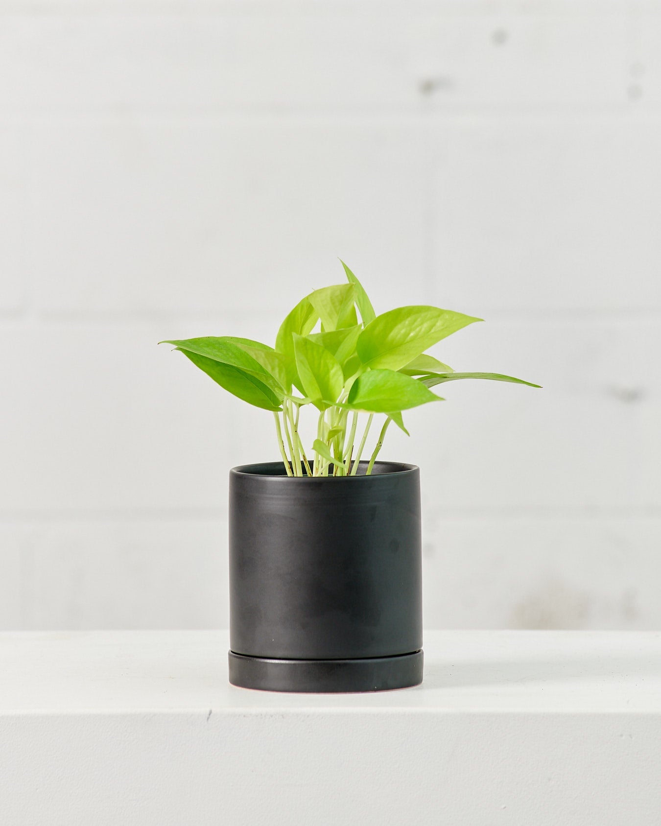 Neon Pothos: Epipremnum aureum - 4 inch pot — plant in pot — indoor plant for sale by Promise Supply for delivery and pickup in Toronto.