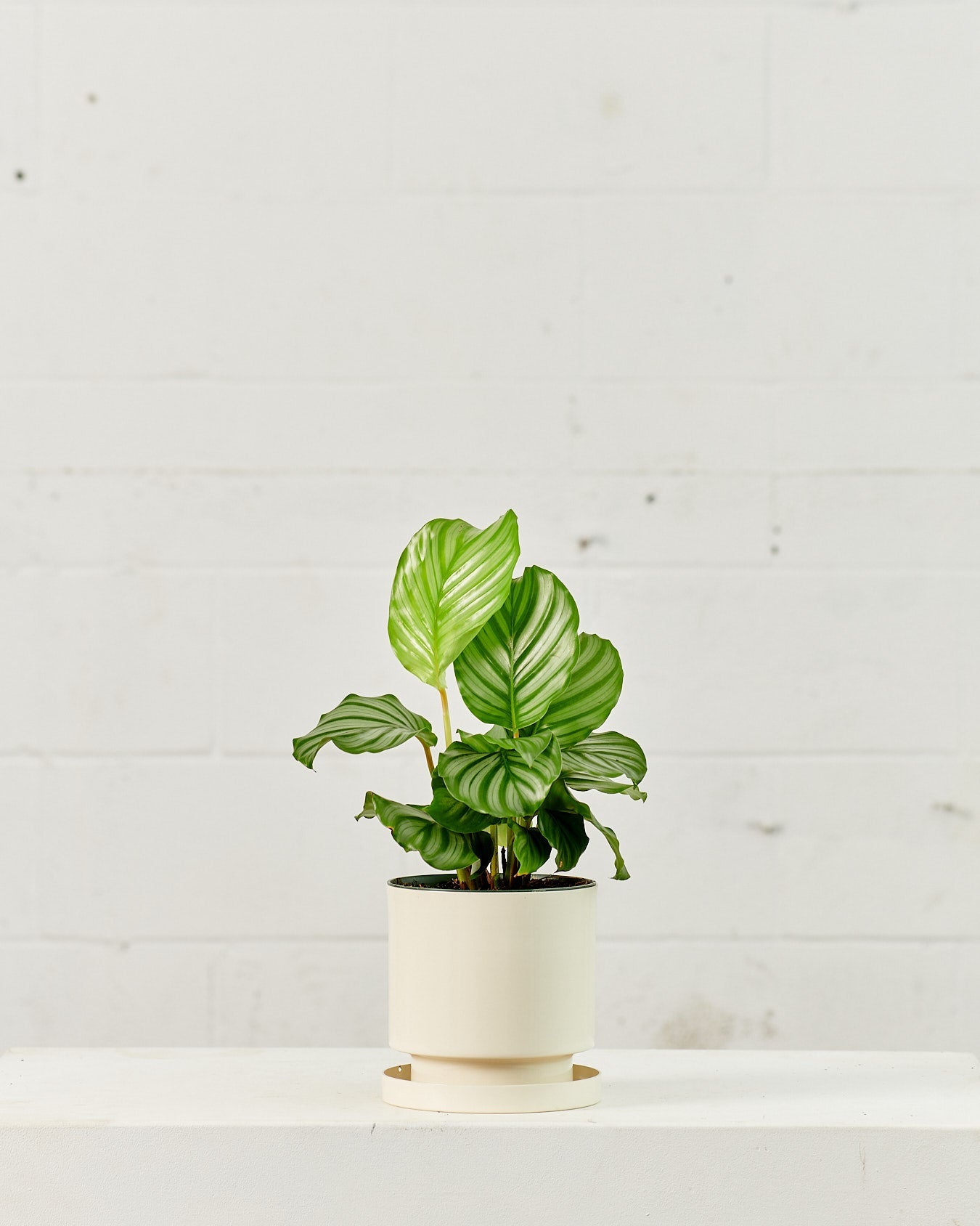 Round Leaf Calathea: Goeppertia orbifolia - 4 inch pot