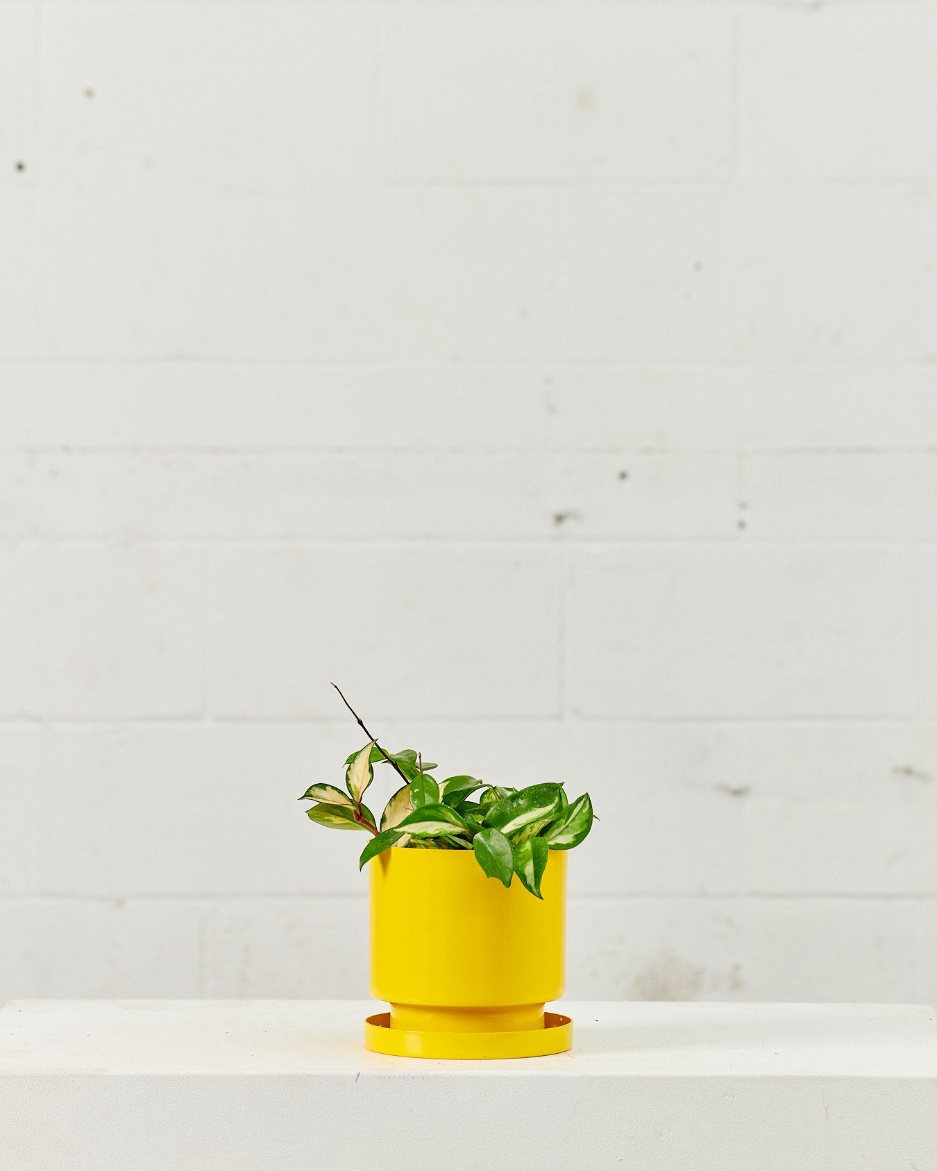 Crimson Princess Wax Plant: Hoya carnosa - 5 inch pot — plant in pot — indoor plant for sale by Promise Supply for delivery and pickup in Toronto.