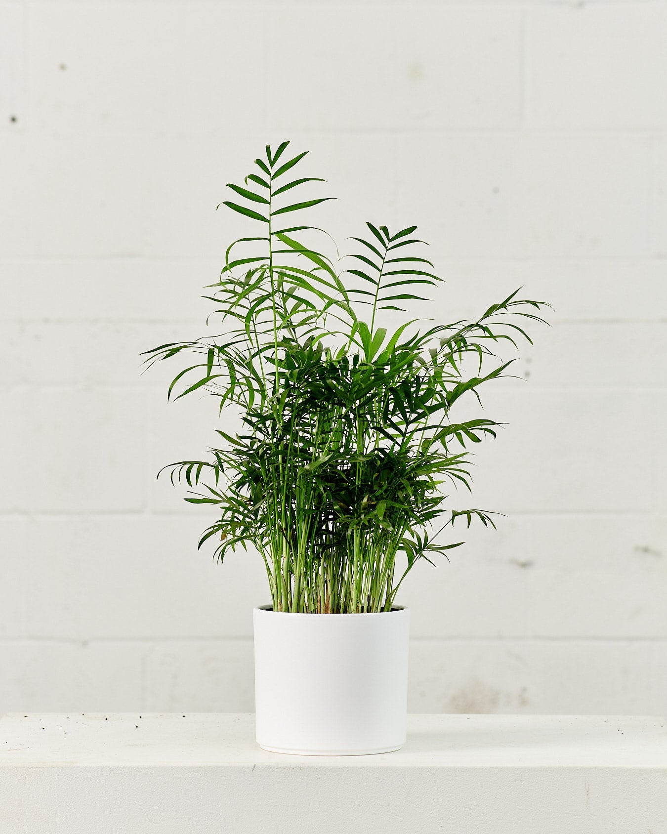 Parlour Palm: Chamaedorea elegans - 5 inch pot