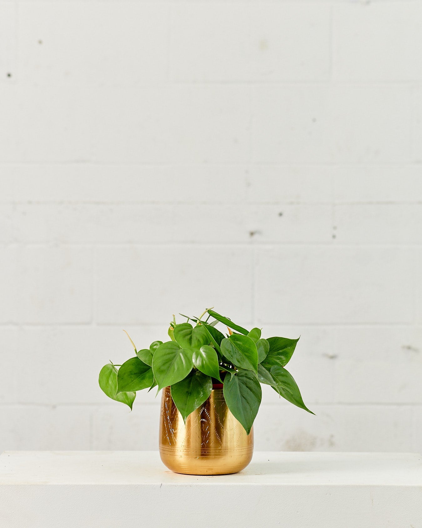 Heart Leaf: Philodendron cordatum - 6 inch pot — plant in pot — indoor plant for sale by Promise Supply for delivery and pickup in Toronto.