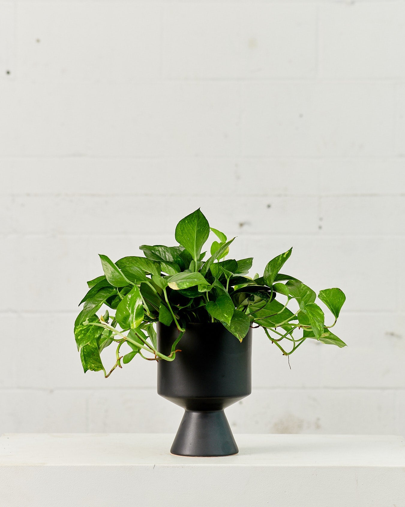 Golden Pothos: Epipremnum aureum - 5 inch pot — plant in pot — indoor plant for sale by Promise Supply for delivery and pickup in Toronto.