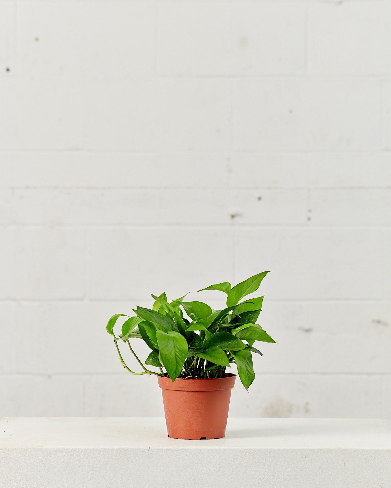 Jade Pothos: Epipremnum aureum - 6 inch pot — plant in pot — indoor plant for sale by Promise Supply for delivery and pickup in Toronto.