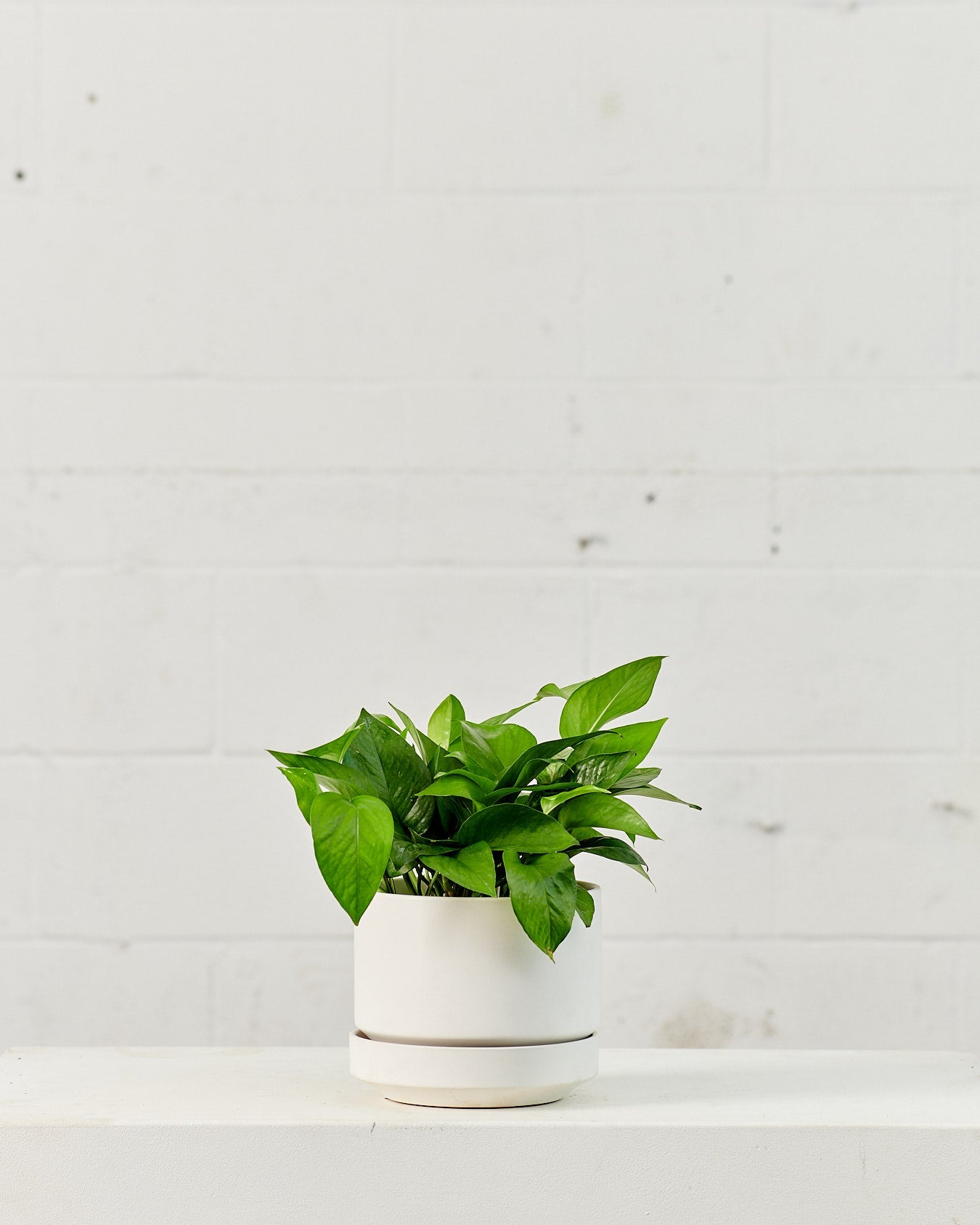 Jade Pothos: Epipremnum aureum - 6 inch pot — plant in pot — indoor plant for sale by Promise Supply for delivery and pickup in Toronto.