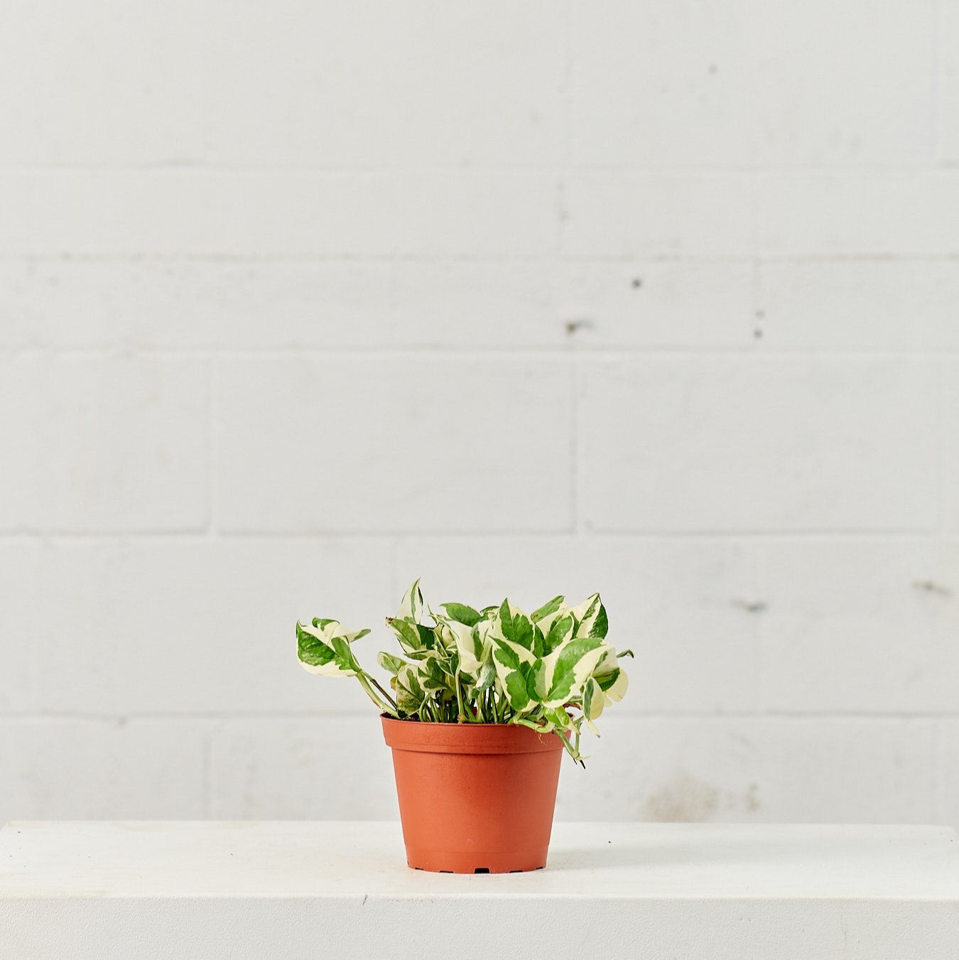 Pearls and Jade Pothos: Epipremnum aureum - 6 inch pot — plant in pot — indoor plant for sale by Promise Supply for delivery and pickup in Toronto.