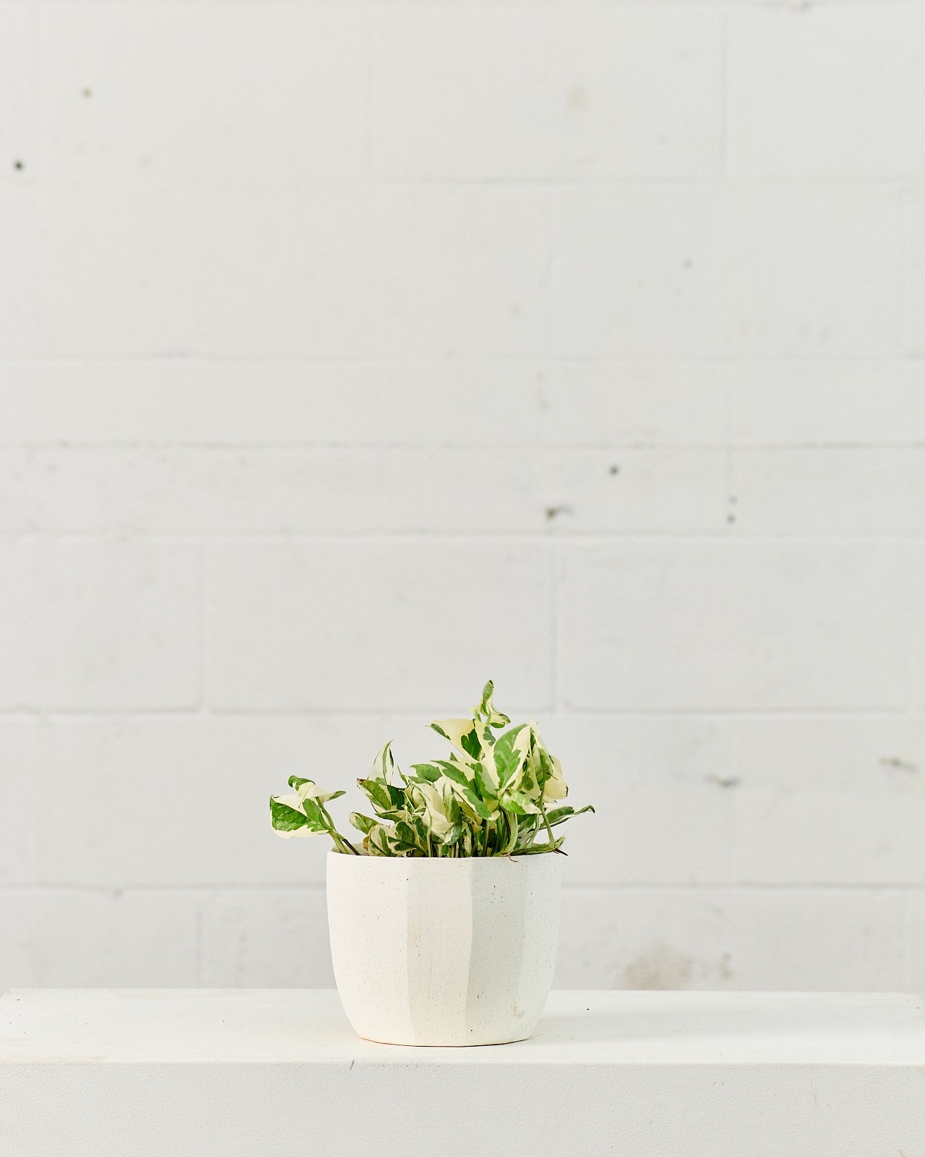 Pearls and Jade Pothos: Epipremnum aureum - 6 inch pot — plant in pot — indoor plant for sale by Promise Supply for delivery and pickup in Toronto.