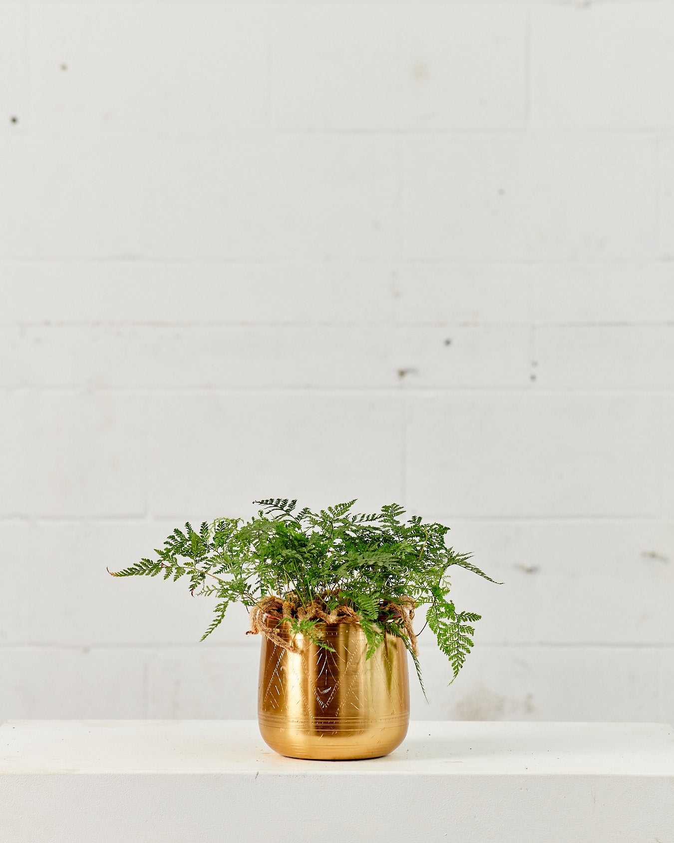 Rabbit's Foot Fern: Davallia fejeensis - 5 inch pot