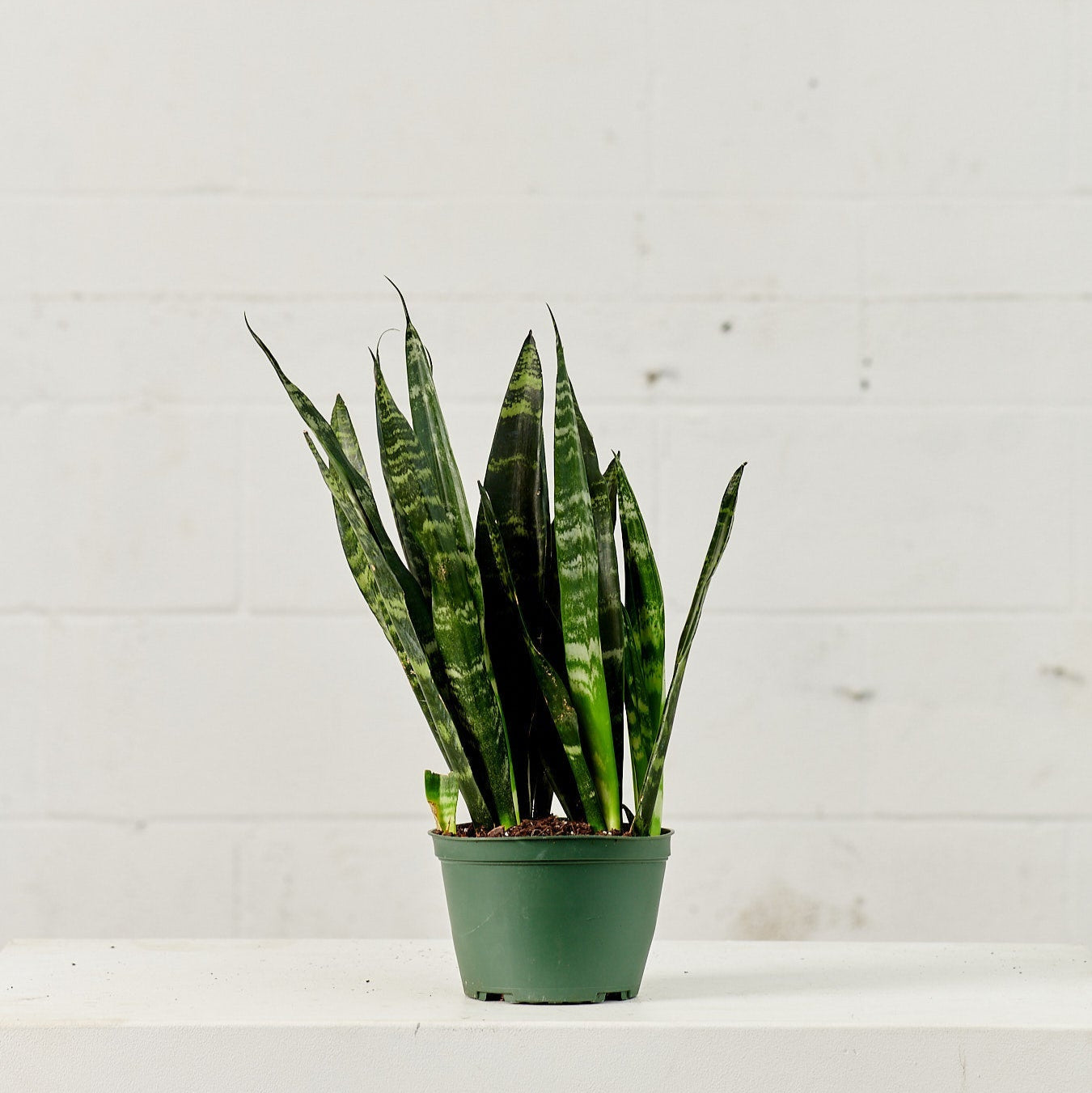 black coral snake plant for sale Black Coral Green Snake Plant - 6" Pot