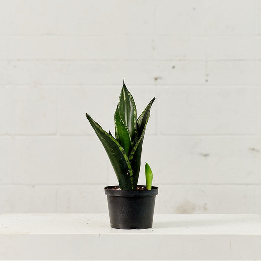 Silver Flame Snake Plant: Sansevieria trifasciata ‘Whitney’ - 6 inch pot — indoor plant — indoor plant for sale by Promise Supply for delivery and pickup in Toronto.
