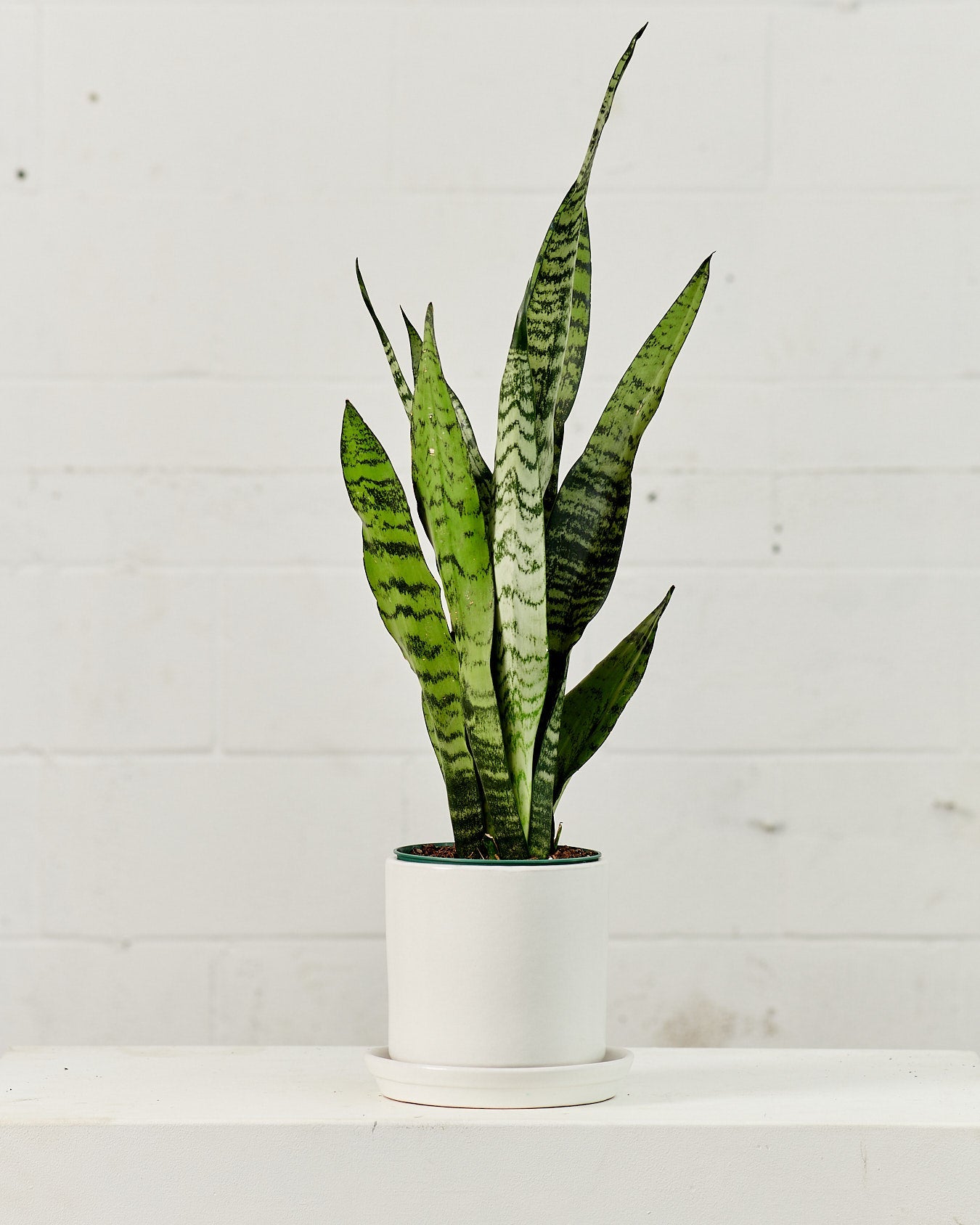 Green Snake Plant: Sansevieria trifasciata 'Zeylanica' - 6 inch pot