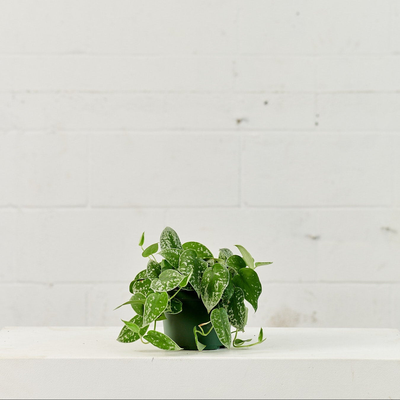 Silver Satin Pothos: Scindapsus argyaeus - 6 inch pot