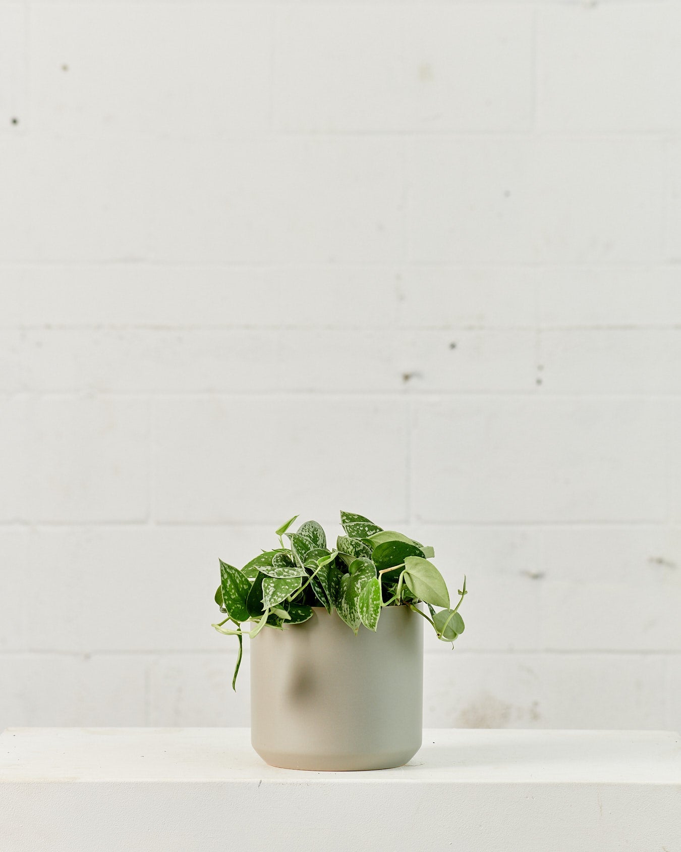 Silver Satin Pothos: Scindapsus argyaeus - 6 inch pot