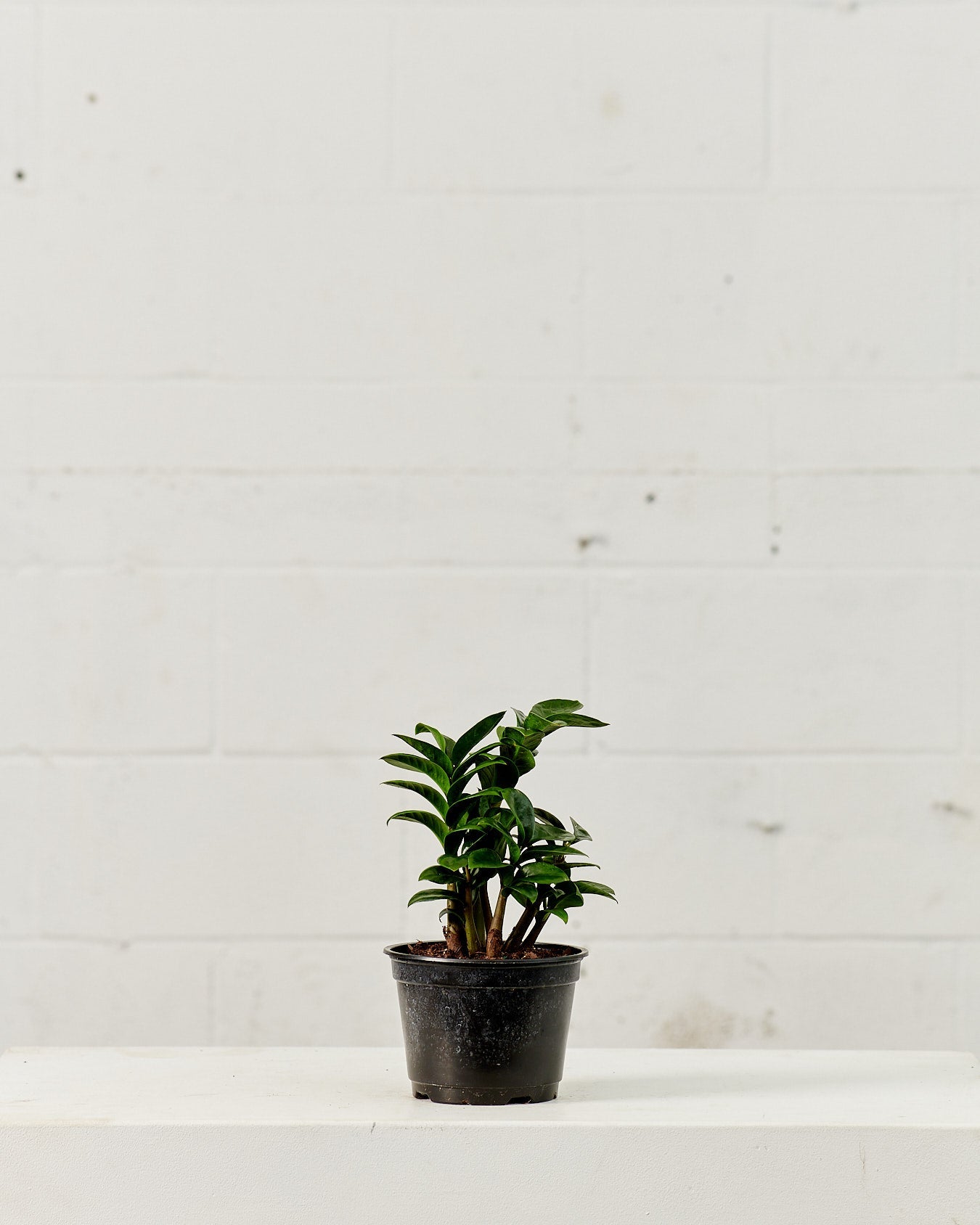 ZZ Plant Compact Leaf: Zamioculcas zamiifolia 'Zenzi' - 6 inch pot