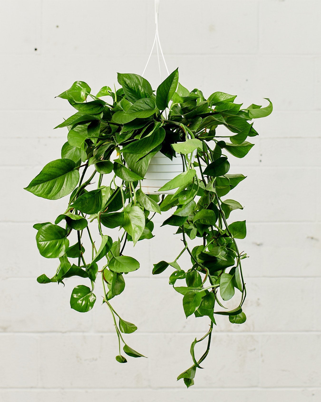 Jade Pothos: Epipremnum aureum - 8 inch hanging basket