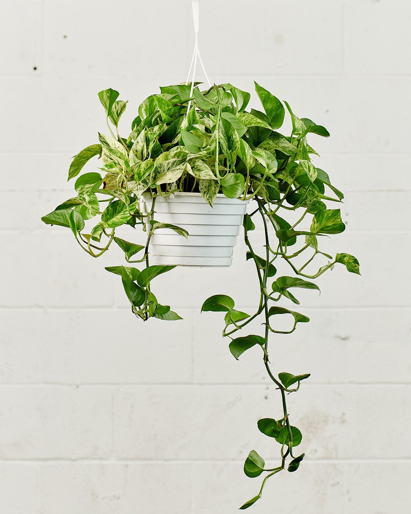 Marble Queen Pothos: Epipremnum aureum - 8 inch hanging basket — plant in pot — indoor plant for sale by Promise Supply for delivery and pickup in Toronto.