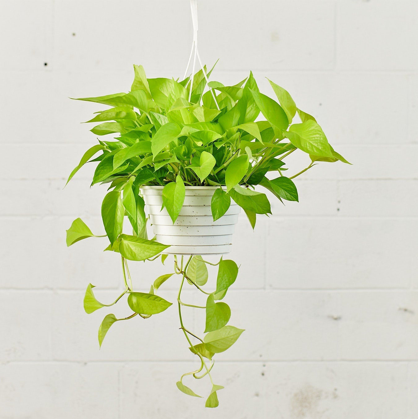 Neon Pothos: Epipremnum aureum - 8 inch hanging basket — plant in pot — indoor plant for sale by Promise Supply for delivery and pickup in Toronto.