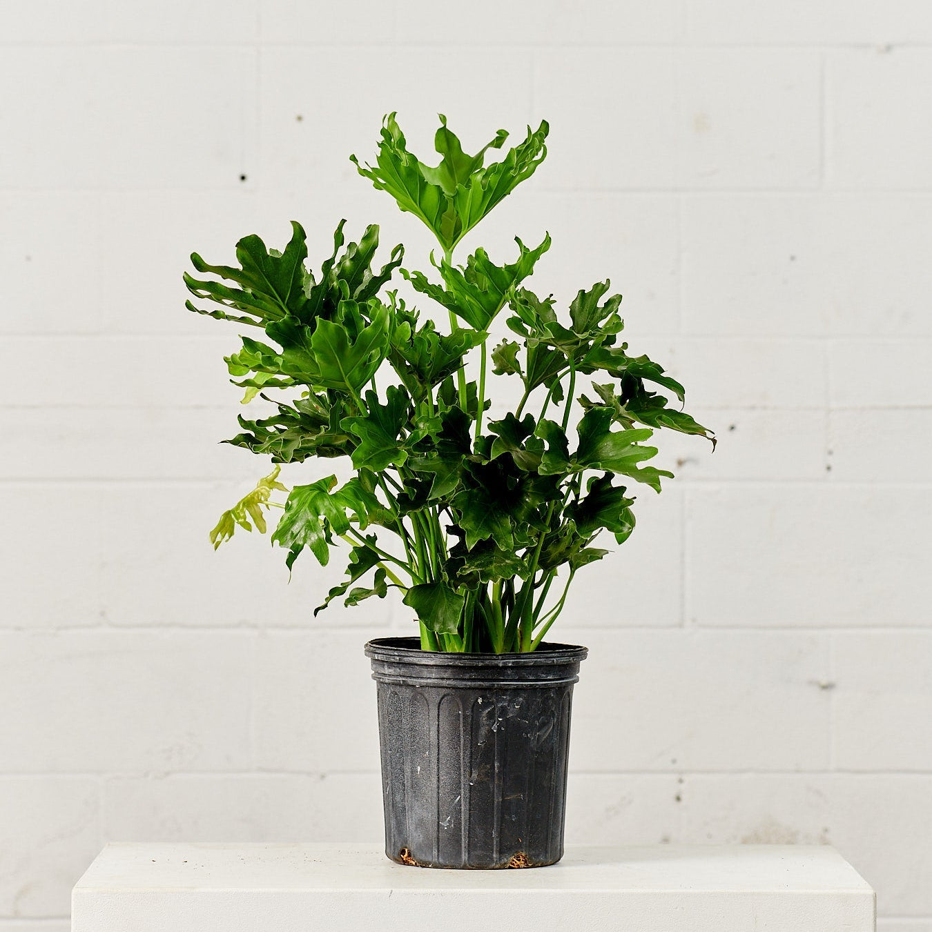 philodendron bipinnatifidum in a pot Hope Selloum Philodendron - 8" Pot