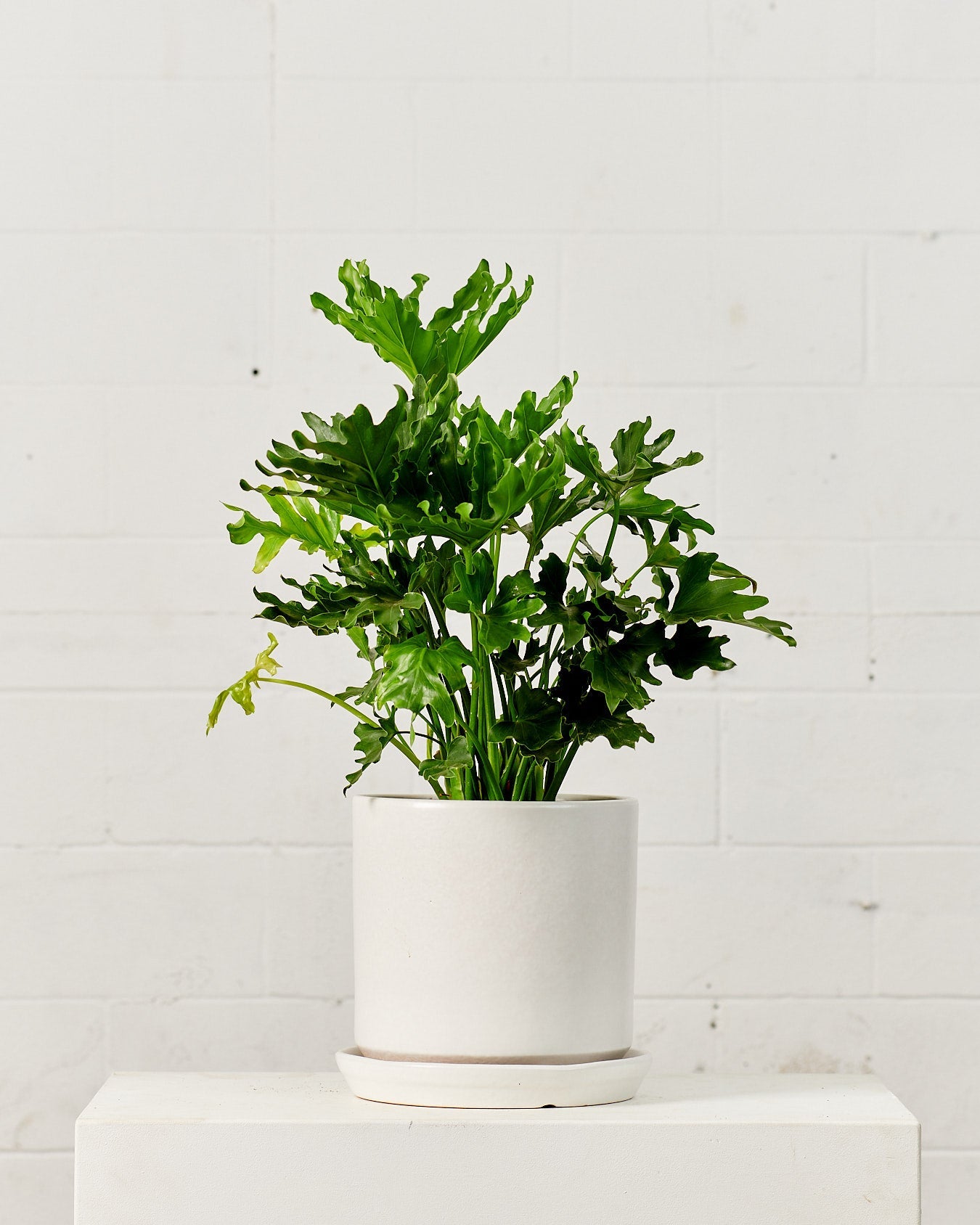 Hope Selloum: Philodendron bipinnatifidum - 8 inch pot - 2-3 foot tall