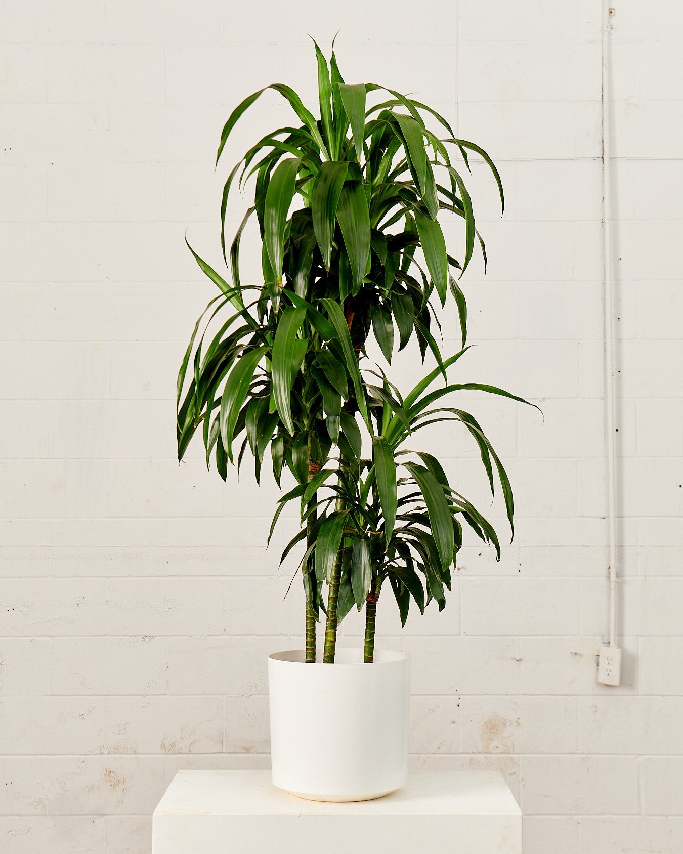Staggered Elegance Cane: Dracaena fragrans 'Emerald' - 14 inch pot - 6 foot tall