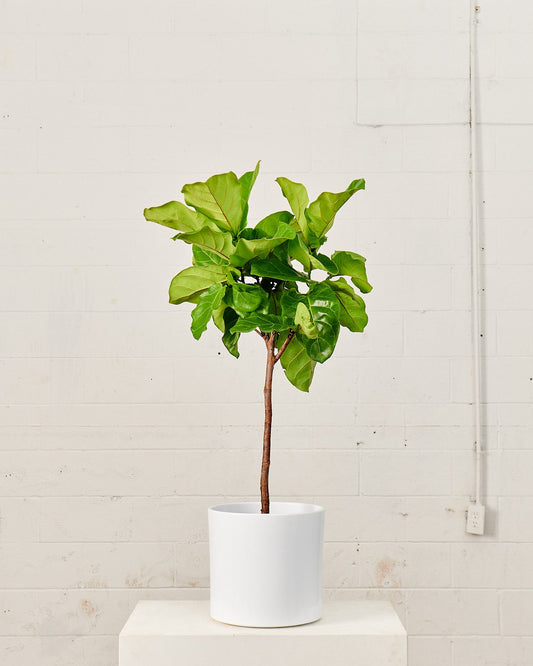 The Twelve White Ceramic Cylinder Planter | 12 inch Nursery Pot — with plant inside, ceramic planter, studio photo — planter for sale by Promise Supply for delivery and pickup in Toronto.
