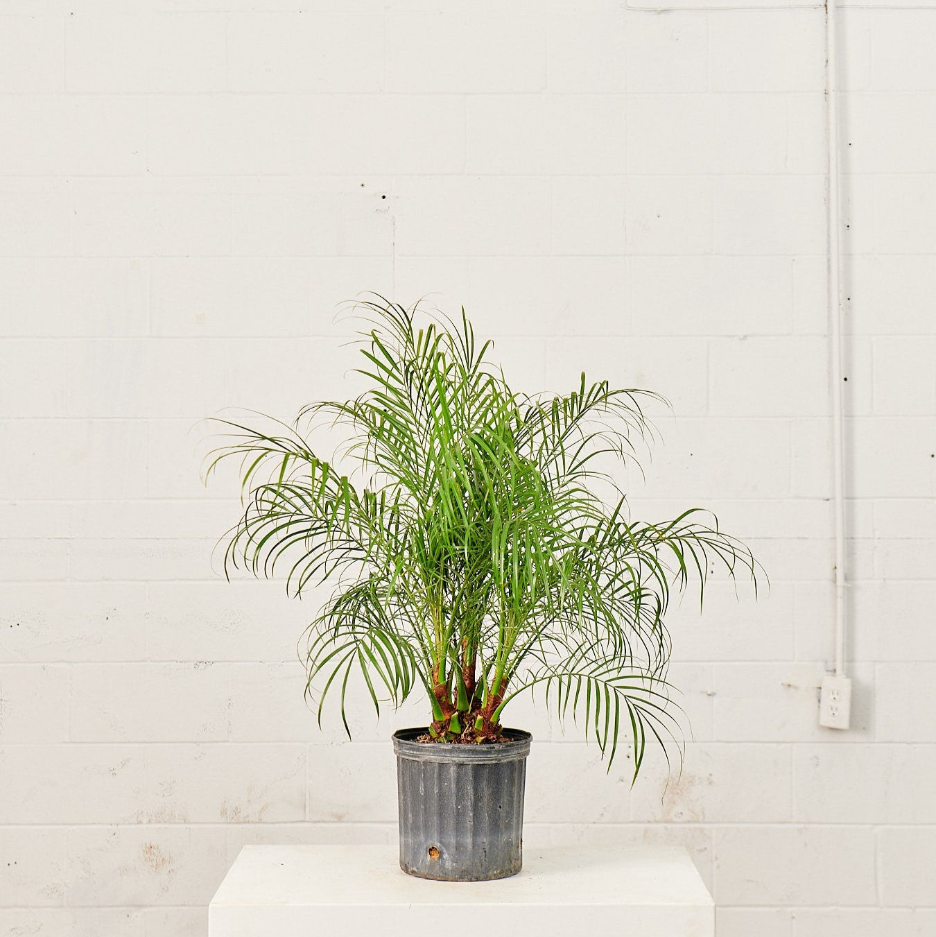 Date Palm: Phoenix roebelenii - 10 inch pot - 3-4 foot tall