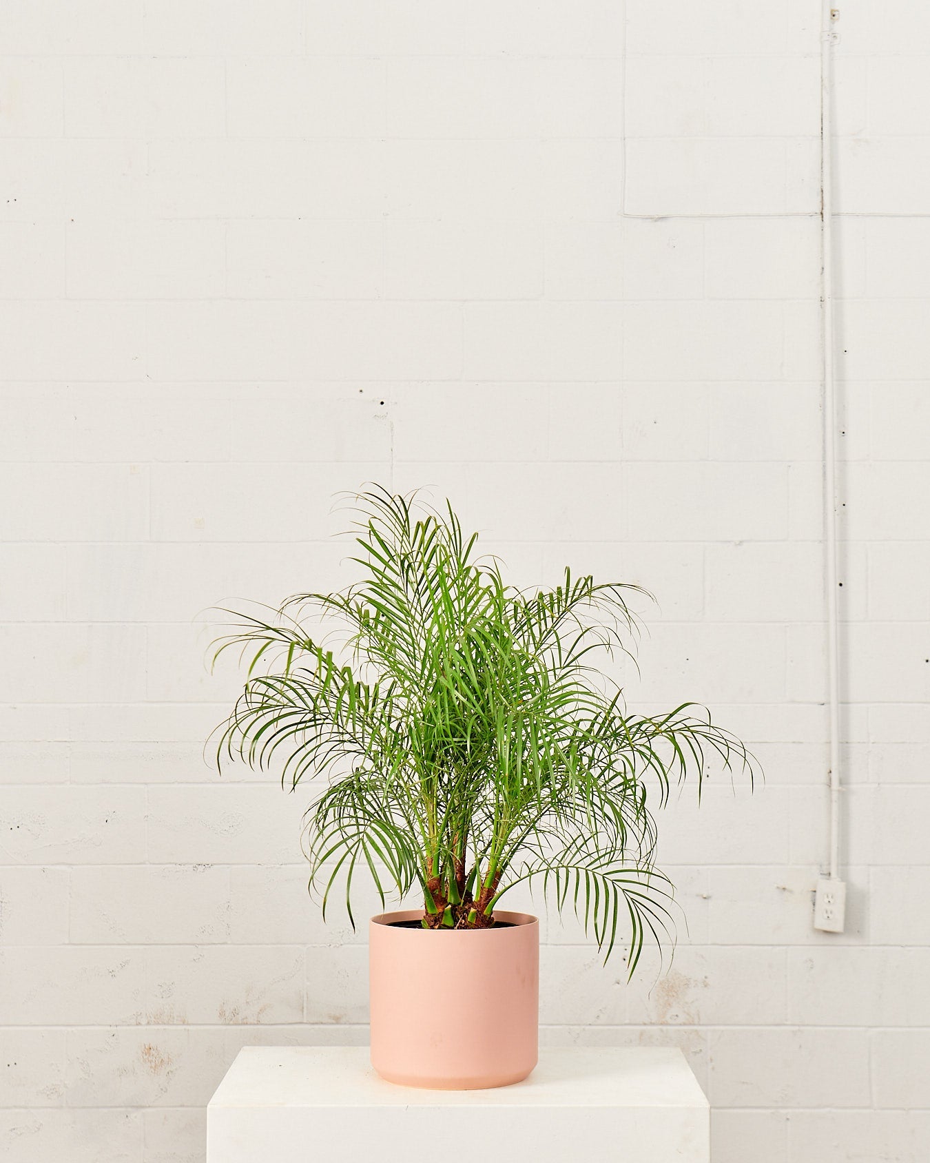 Date Palm: Phoenix roebelenii - 10 inch pot - 3-4 foot tall
