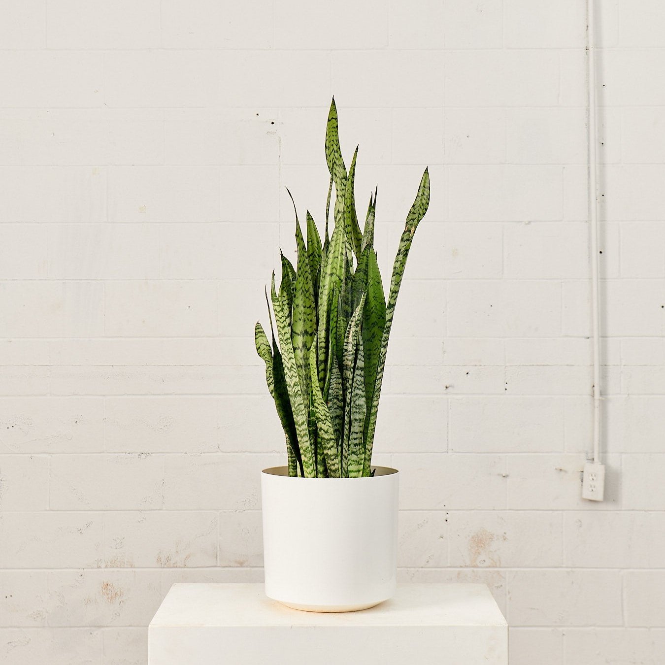 Atlas Plastic Planter in 12 inch | 10 inch Nursery Pot