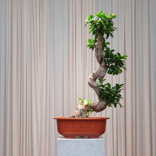 S Shape Ginseng Bonsai: Ficus retusa - 14 inch bowl - 3 foot tall — indoor plant — indoor plant for sale by Promise Supply for delivery and pickup in Toronto.