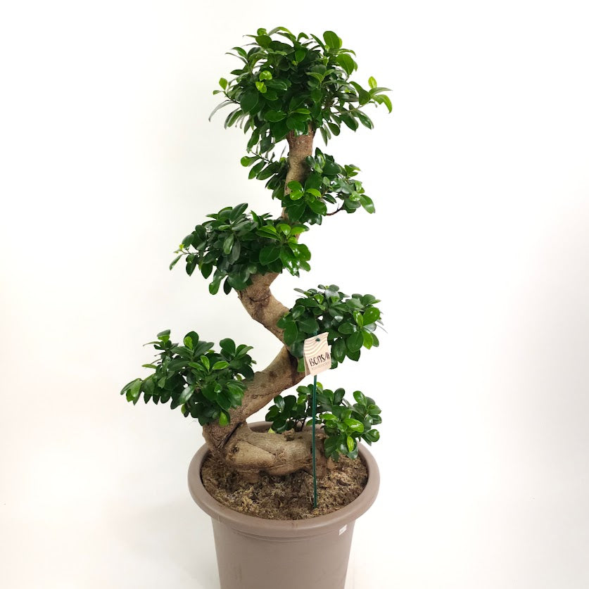 s shaped bonsai tree care S Shape Ficus Ginseng Bonsai - 14" Pot
