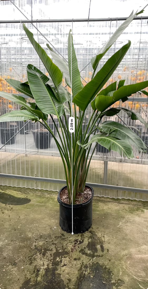 White Bird of Paradise: Strelitzia nicolai - 17 inch pot - 7-10 foot tall