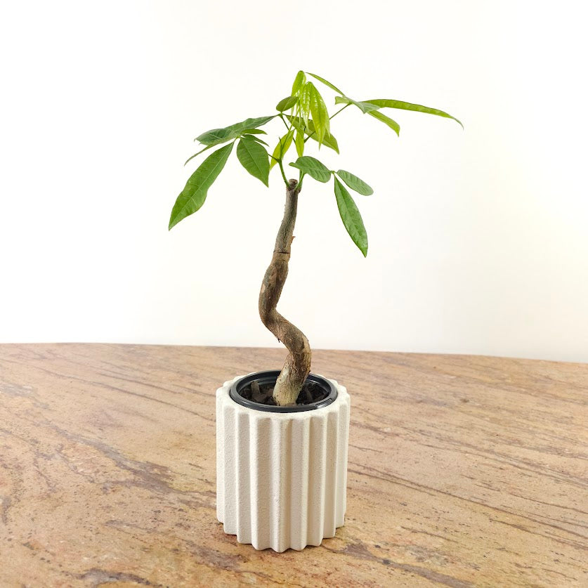 Serpent Money Tree Bonsai: Pachira aquatica - 4 inch pot — plant in pot — indoor plant for sale by Promise Supply for delivery and pickup in Toronto.