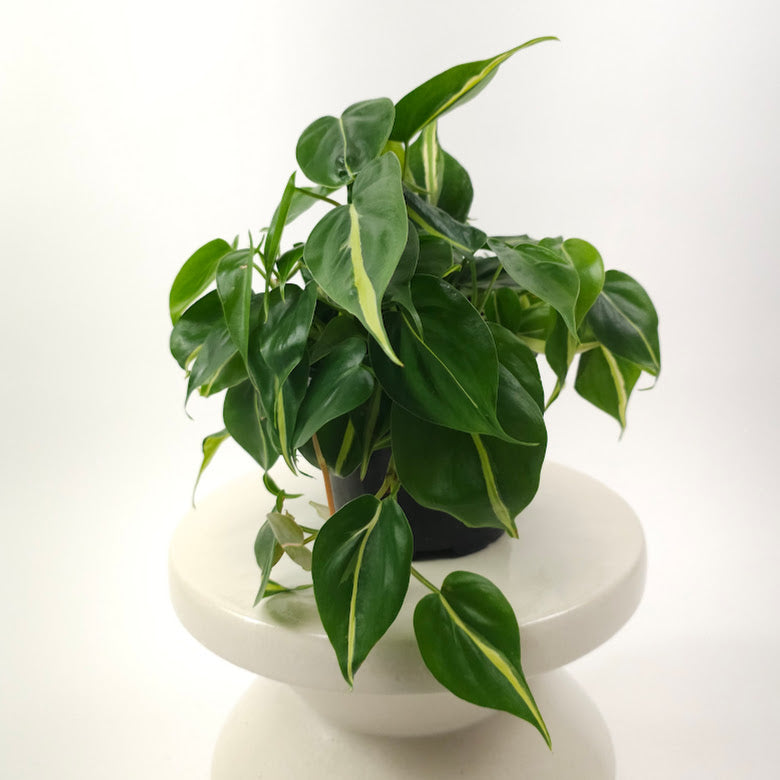 philodendron silver stripe for sale Silver Stripe Brazil Philodendron - 6" Pot