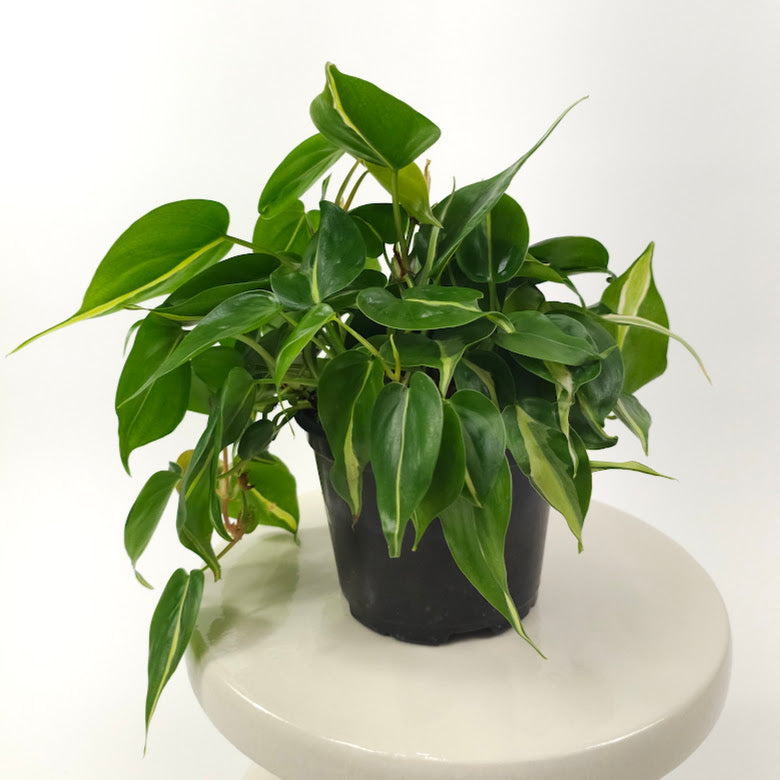 Silver Stripe Brazil Heart Leaf: Philodendron hederaceum - 6 inch hanging basket — plant in pot — indoor plant for sale by Promise Supply for delivery and pickup in Toronto.