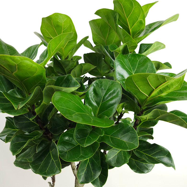 Small Fiddle Leaf Fig Tree: Ficus lyrata 'Bambino' - 10 inch pot - 4-6 foot tall