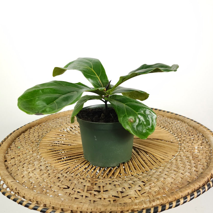 Small Leaf Fiddle Leaf Fig: Ficus lyrata 'Bambino' - 6 inch pot