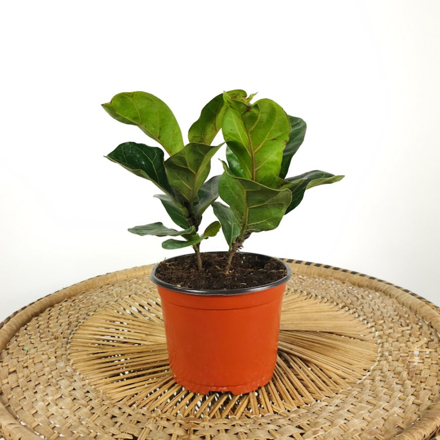 Small Leaf Fiddle Leaf Fig: Ficus lyrata 'Bambino' - 6 inch pot
