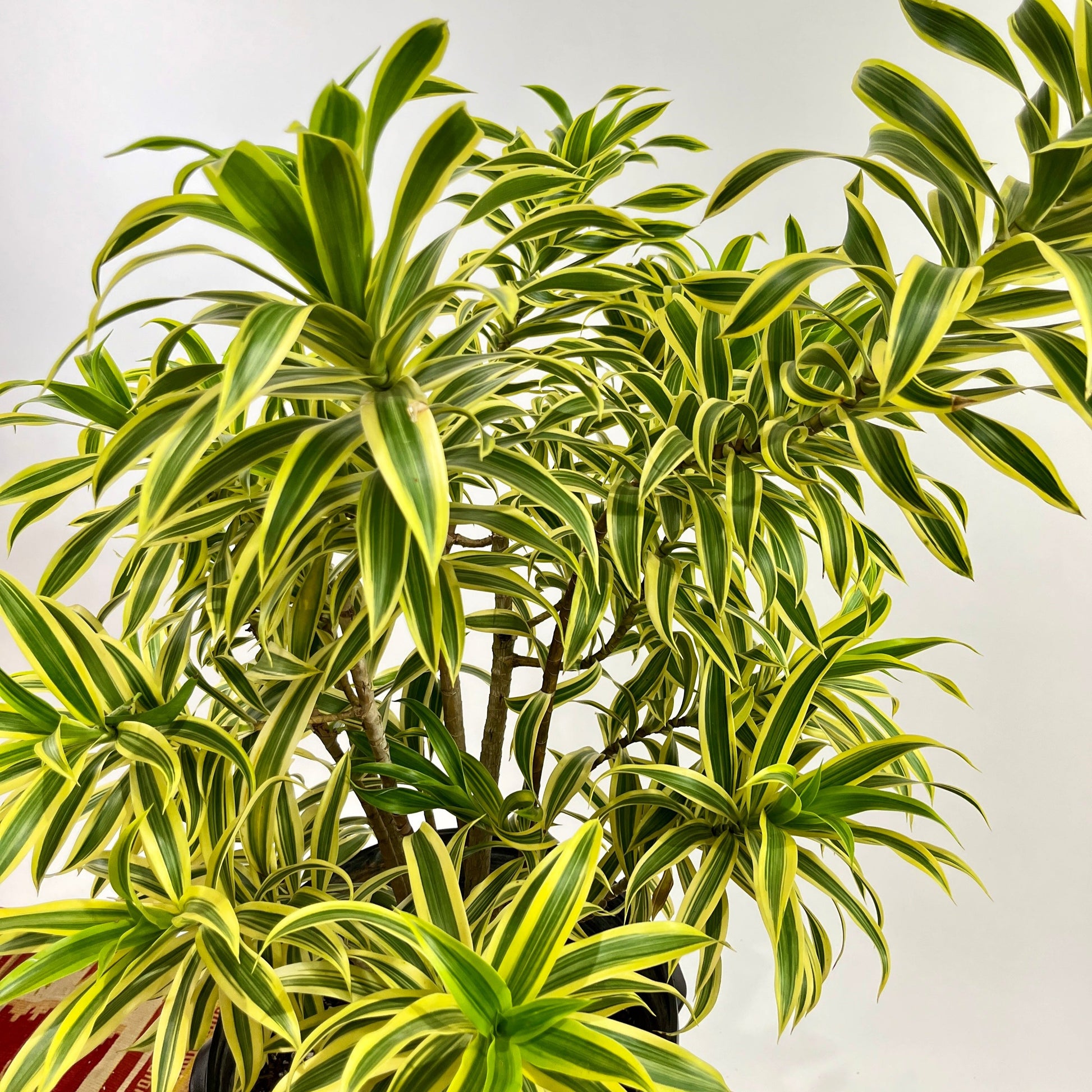 Song of India Bush: Dracaena reflexa - 14 inch pot - 3 foot tall — close-up of foliage — indoor plant for sale by Promise Supply for delivery and pickup in Toronto.